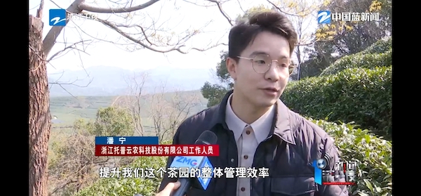 春茶開采正當時！揭秘托普云農(nóng)如何用科技“制”出一杯數(shù)字好茶